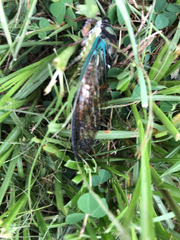 Neotibicen lyricen virescens