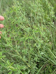 Pediomelum tenuiflorum