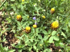 Trifolium spadiceum