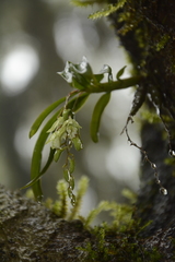 Dendrobium heyneanum