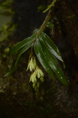 Dendrobium heyneanum