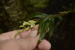 Dendrobium heyneanum
