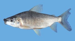 Black Prochilodus photo 3