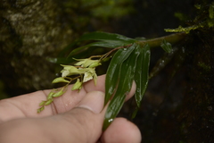 Dendrobium heyneanum