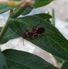 Lygaeus kalmii angustomarginatus