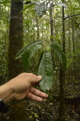 Gymnacranthera canarica