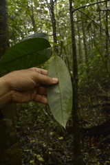 Gymnacranthera canarica