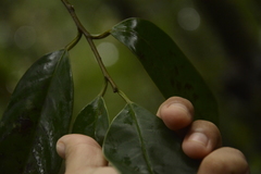 Gymnacranthera canarica