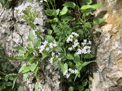 Valeriana montana