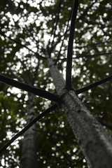 Gymnacranthera canarica