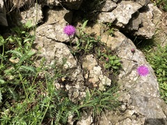 Carduus defloratus