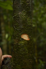 Gymnacranthera canarica