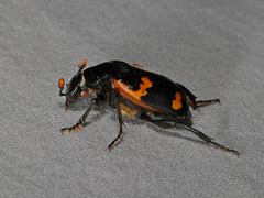 Nicrophorus sayi