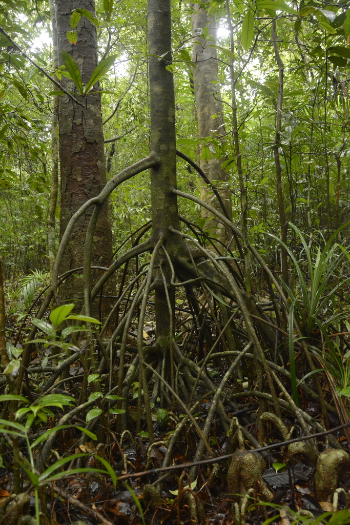 Magnificent nutmeg (Myristica magnifica)