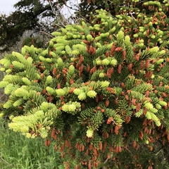 Picea glauca glauca