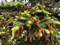Picea glauca glauca