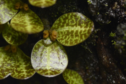 Image of Porpax jerdoniana by (c) Siddarth Machado, some rights reserved (CC BY)