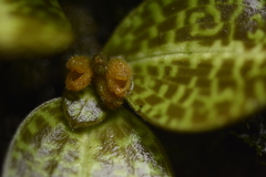 Porpax jerdoniana