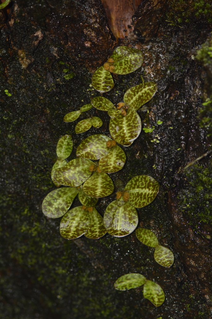 Jerdon's Porpax