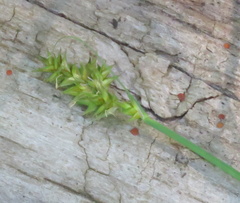 Carex stipata