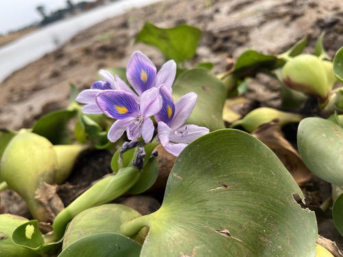 common water hyacinth