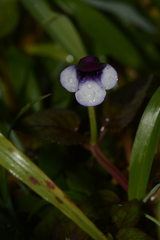 Torenia bicolor