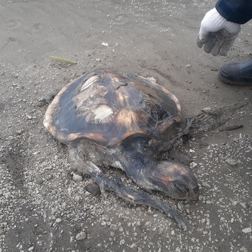 Green turtle