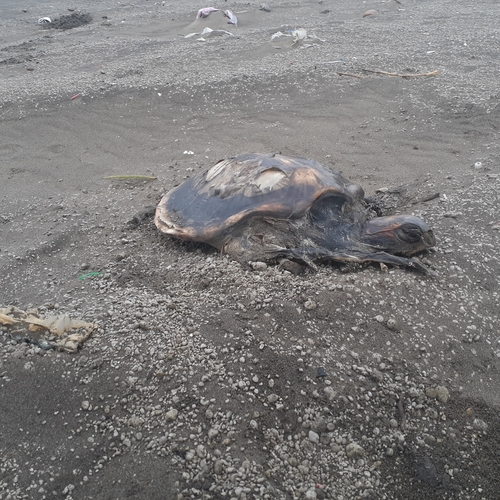 Green turtle