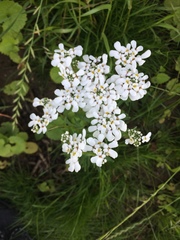 Iberis