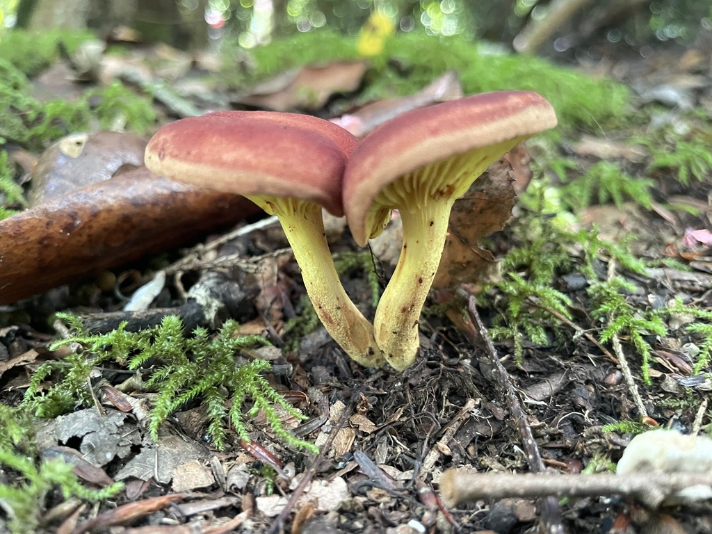 Phylloporus sp. 'IN02'