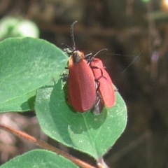 Lycus sanguinipennis