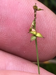 Carex trisperma