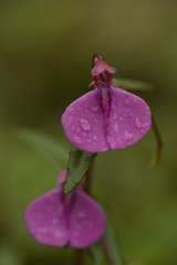 Impatiens oppositifolia