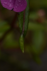 Impatiens oppositifolia
