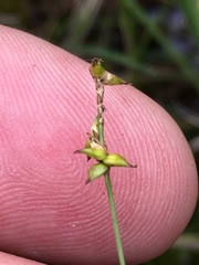 Carex trisperma