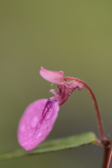Impatiens oppositifolia
