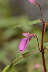 Impatiens oppositifolia