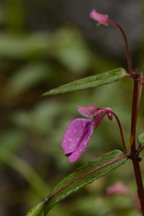 Impatiens oppositifolia