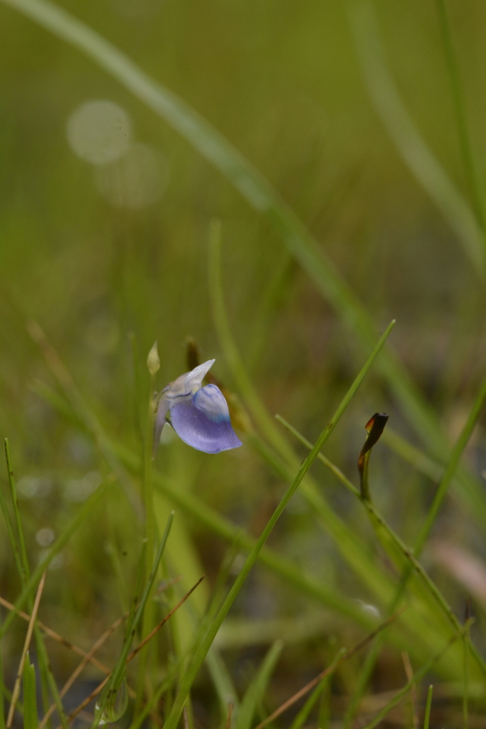 Utricularia praeterita P.Taylor