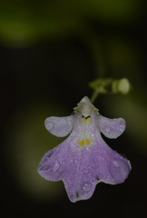 Impatiens agumbeana