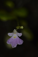Impatiens agumbeana