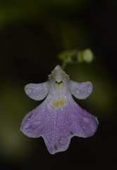 Impatiens agumbeana