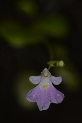 Impatiens agumbeana