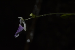 Impatiens agumbeana