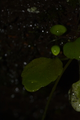 Impatiens agumbeana