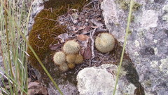 Mammillaria densispina