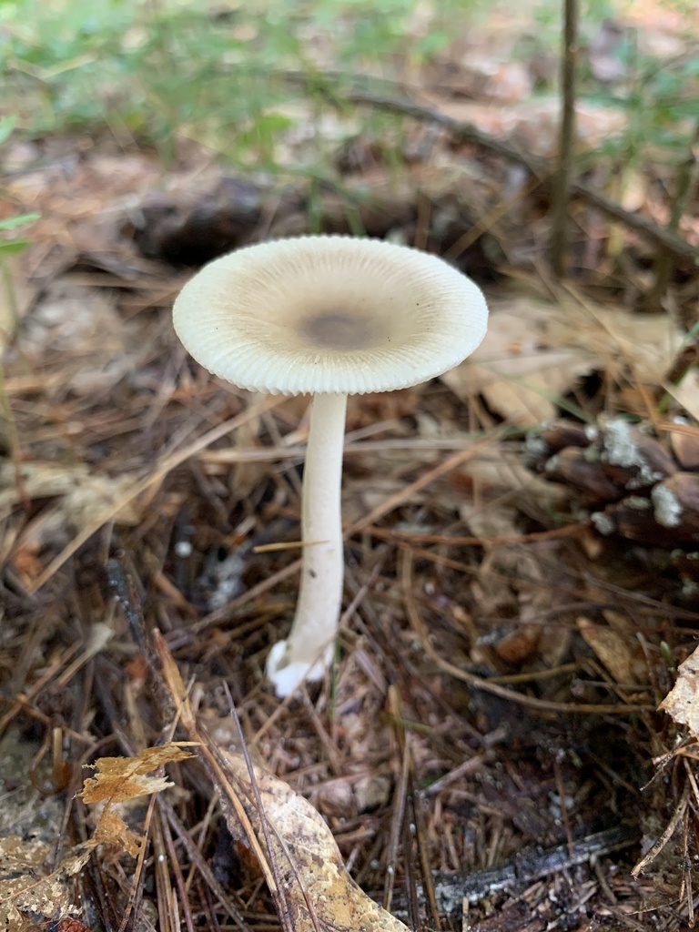 Amanita fuscozonata