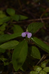 Impatiens minor