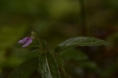 Impatiens minor