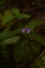Impatiens minor